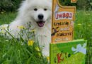 „Kto porwał psa?” – Wydawnictwo WILGA